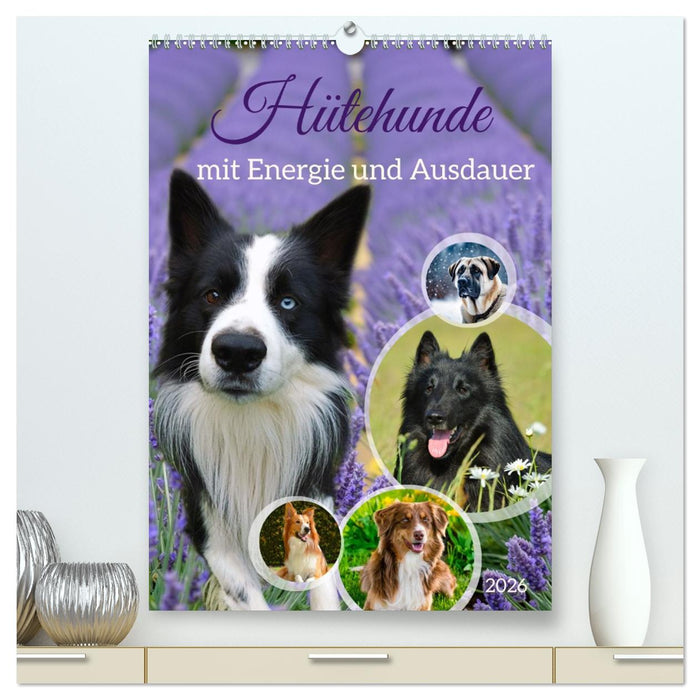 Hütehunde mit Energie und Ausdauer (CALVENDO Premium Wandkalender 2026)