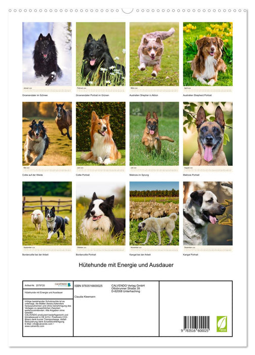 Hütehunde mit Energie und Ausdauer (CALVENDO Premium Wandkalender 2026)