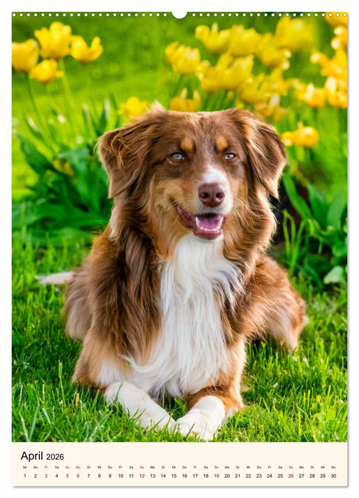 Hütehunde mit Energie und Ausdauer (CALVENDO Premium Wandkalender 2026)