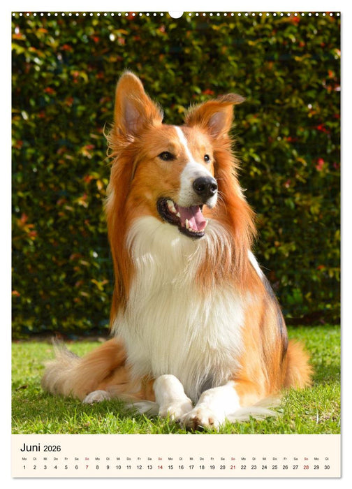 Hütehunde mit Energie und Ausdauer (CALVENDO Premium Wandkalender 2026)