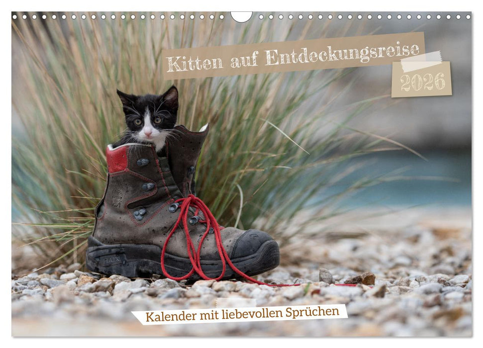 Kitten auf Entdeckungsreise (CALVENDO Wandkalender 2026)