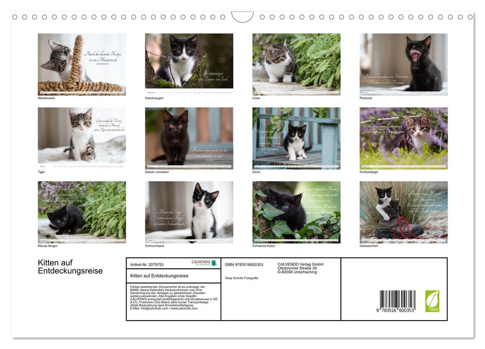 Kitten auf Entdeckungsreise (CALVENDO Wandkalender 2026)