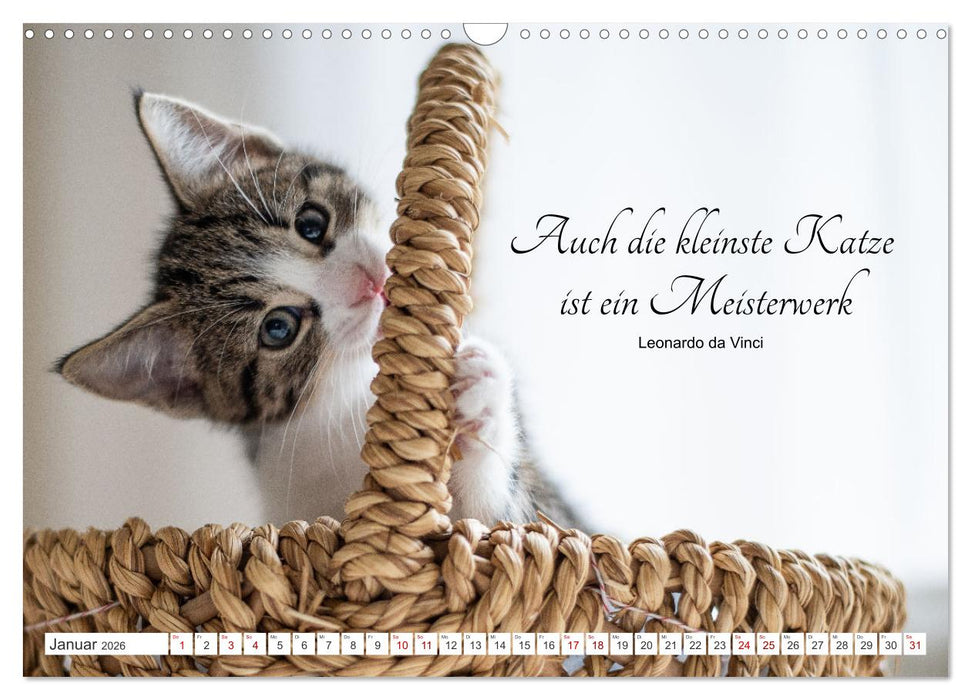 Kitten auf Entdeckungsreise (CALVENDO Wandkalender 2026)