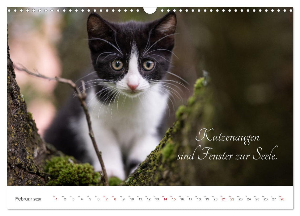Kitten auf Entdeckungsreise (CALVENDO Wandkalender 2026)