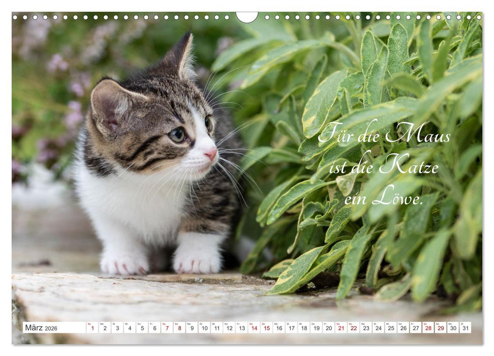 Kitten auf Entdeckungsreise (CALVENDO Wandkalender 2026)
