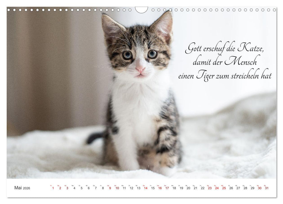Kitten auf Entdeckungsreise (CALVENDO Wandkalender 2026)