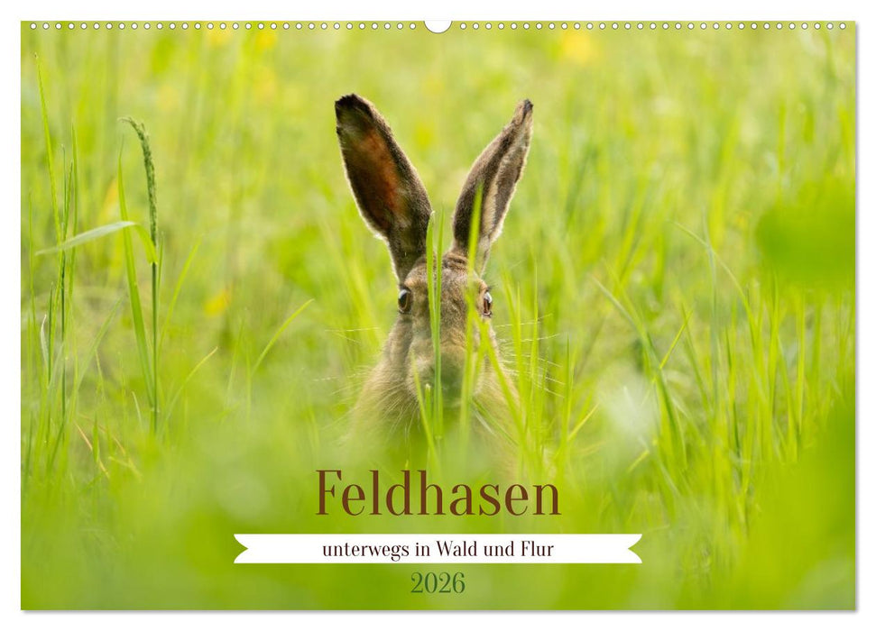 Feldhasen unterwegs in Wald und Flur (CALVENDO Wandkalender 2026)