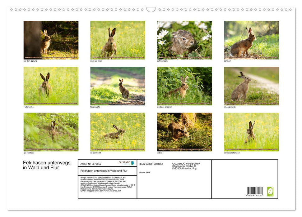 Feldhasen unterwegs in Wald und Flur (CALVENDO Wandkalender 2026)