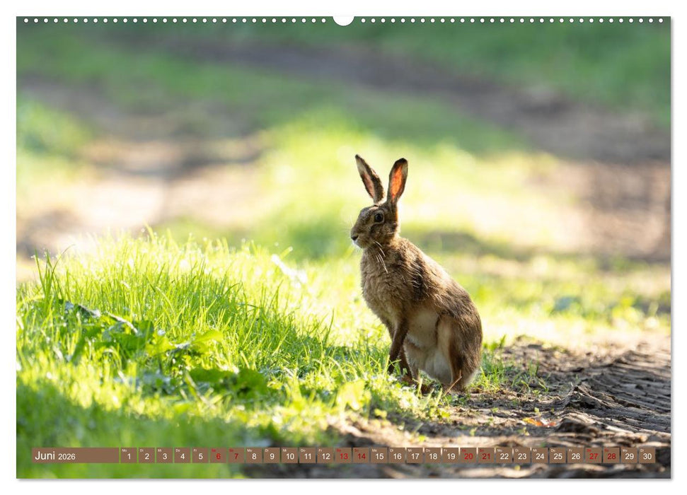 Feldhasen unterwegs in Wald und Flur (CALVENDO Wandkalender 2026)