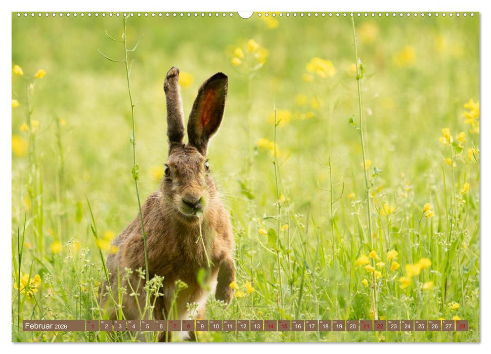Feldhasen unterwegs in Wald und Flur (CALVENDO Premium Wandkalender 2026)