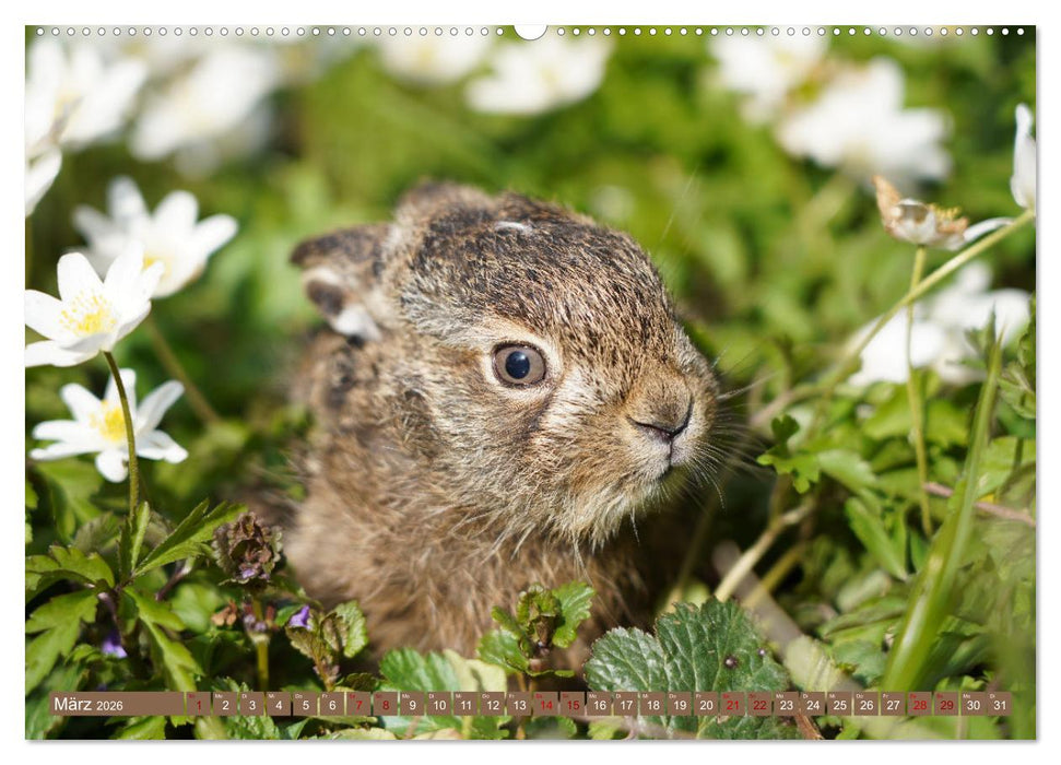 Feldhasen unterwegs in Wald und Flur (CALVENDO Premium Wandkalender 2026)