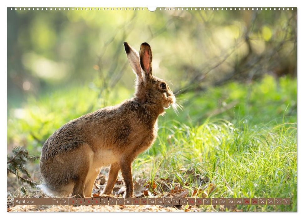 Feldhasen unterwegs in Wald und Flur (CALVENDO Premium Wandkalender 2026)
