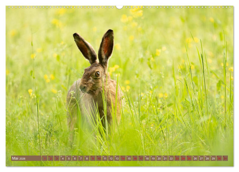 Feldhasen unterwegs in Wald und Flur (CALVENDO Premium Wandkalender 2026)