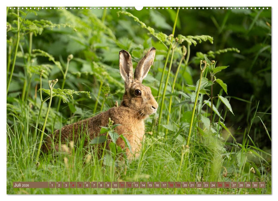 Feldhasen unterwegs in Wald und Flur (CALVENDO Premium Wandkalender 2026)