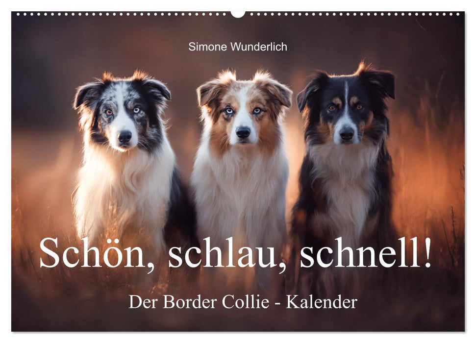 Schön, schlau, schnell! - Der Border Collie - Kalender (CALVENDO Wandkalender 2026)