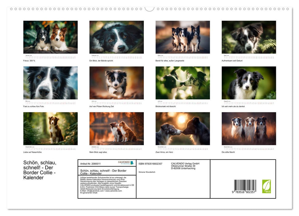 Schön, schlau, schnell! - Der Border Collie - Kalender (CALVENDO Premium Wandkalender 2026)
