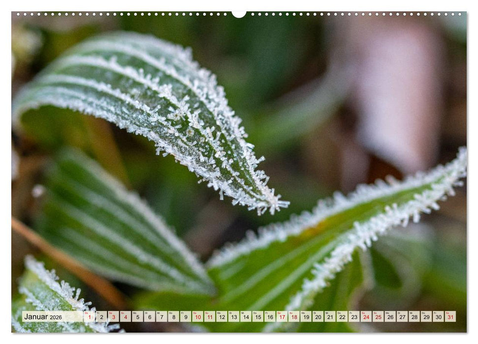 Mikrokosmos im Garten (CALVENDO Premium Wandkalender 2026)