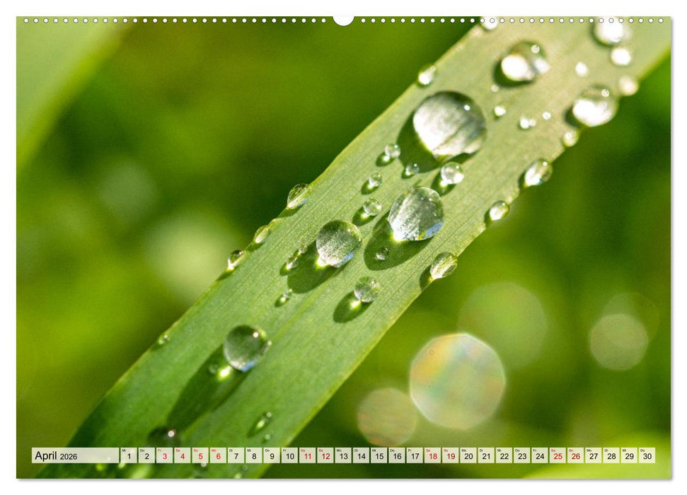 Mikrokosmos im Garten (CALVENDO Premium Wandkalender 2026)