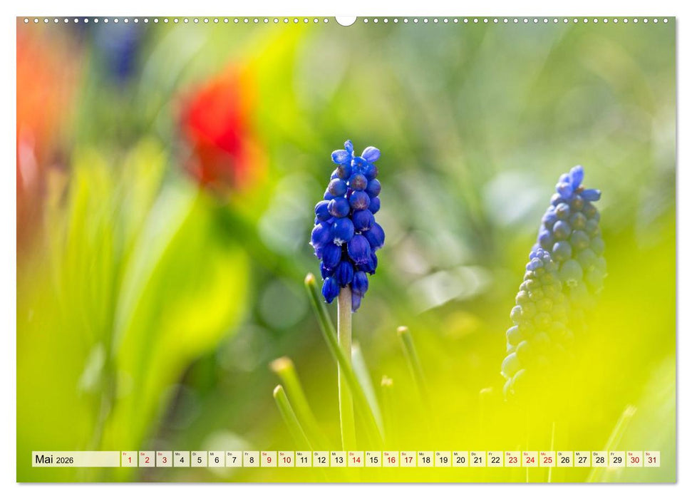 Mikrokosmos im Garten (CALVENDO Premium Wandkalender 2026)