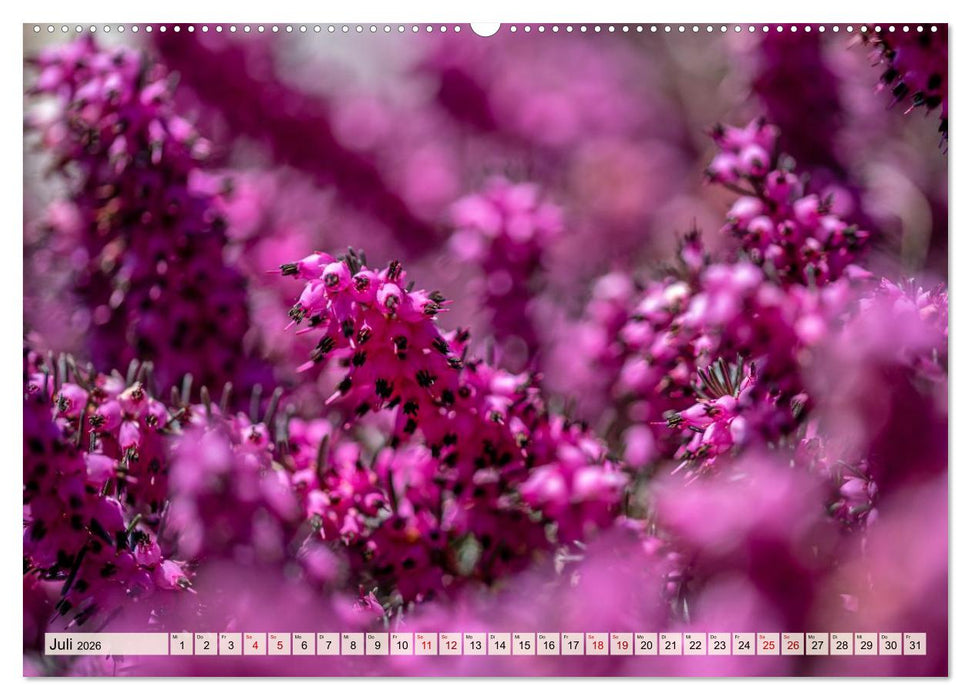 Mikrokosmos im Garten (CALVENDO Premium Wandkalender 2026)