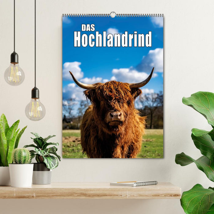 Das Hochlandrind im Frühjahr (CALVENDO Wandkalender 2026)
