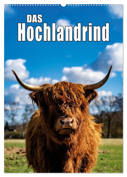 Das Hochlandrind im Frühjahr (CALVENDO Wandkalender 2026)