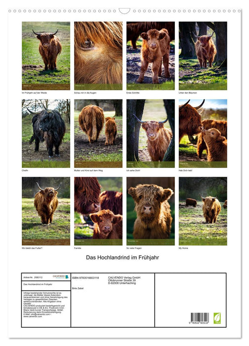 Das Hochlandrind im Frühjahr (CALVENDO Wandkalender 2026)