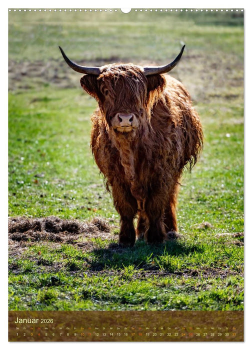 Das Hochlandrind im Frühjahr (CALVENDO Wandkalender 2026)