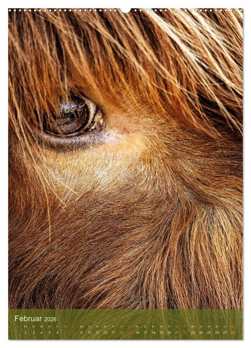 Das Hochlandrind im Frühjahr (CALVENDO Wandkalender 2026)