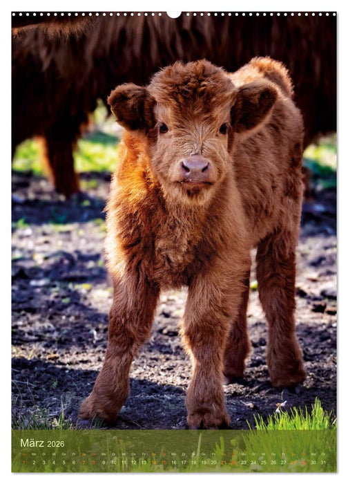 Das Hochlandrind im Frühjahr (CALVENDO Wandkalender 2026)
