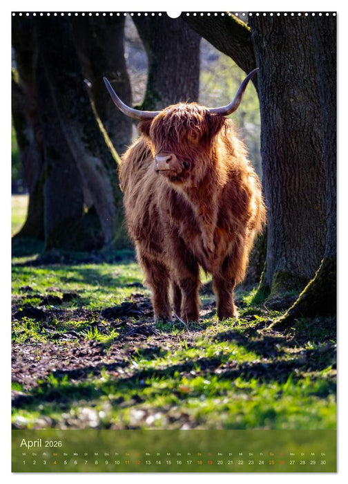 Das Hochlandrind im Frühjahr (CALVENDO Wandkalender 2026)