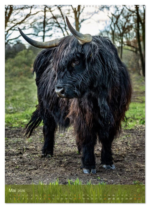Das Hochlandrind im Frühjahr (CALVENDO Wandkalender 2026)
