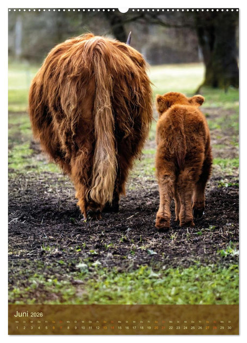 Das Hochlandrind im Frühjahr (CALVENDO Wandkalender 2026)
