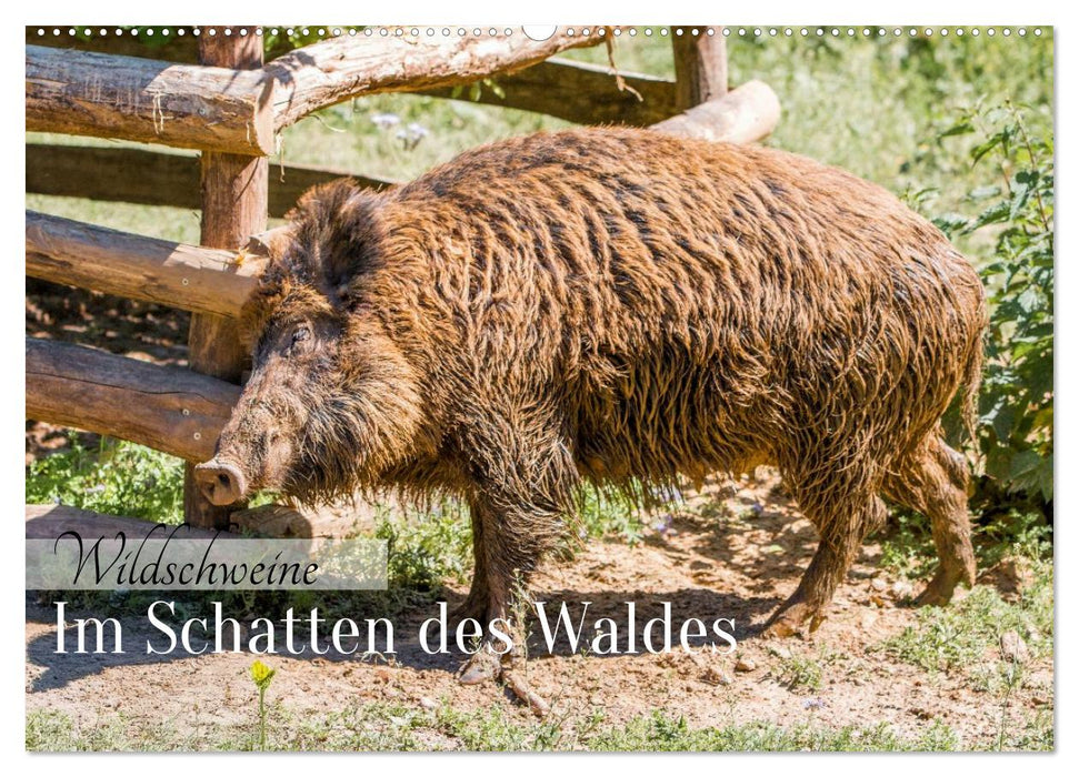 Wildschweine - Im Schatten des Waldes (CALVENDO Wandkalender 2026)
