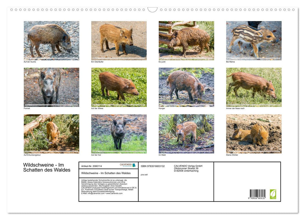 Wildschweine - Im Schatten des Waldes (CALVENDO Wandkalender 2026)