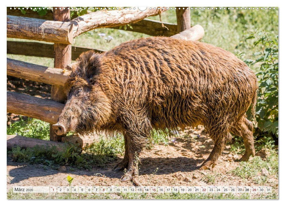 Wildschweine - Im Schatten des Waldes (CALVENDO Wandkalender 2026)