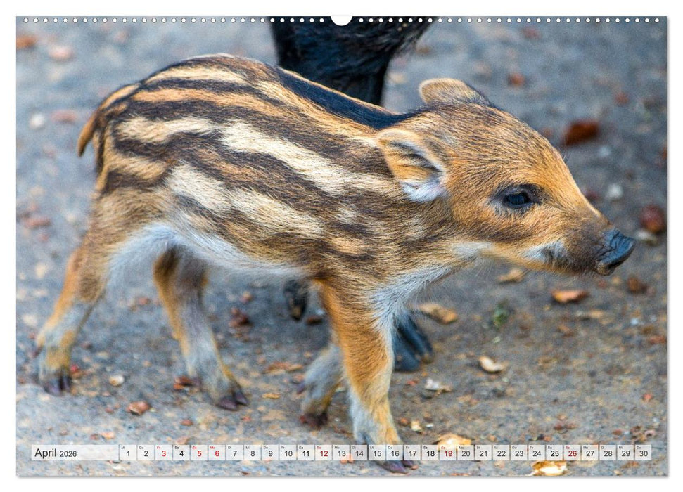 Wildschweine - Im Schatten des Waldes (CALVENDO Wandkalender 2026)