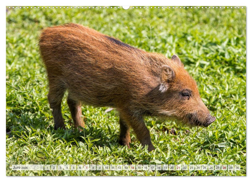 Wildschweine - Im Schatten des Waldes (CALVENDO Wandkalender 2026)