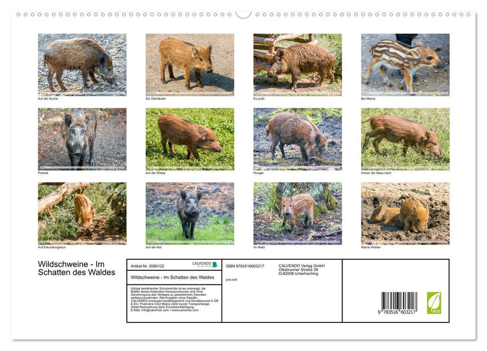 Wildschweine - Im Schatten des Waldes (CALVENDO Premium Wandkalender 2026)