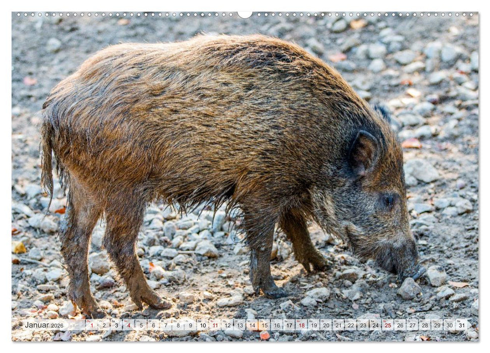 Wildschweine - Im Schatten des Waldes (CALVENDO Premium Wandkalender 2026)