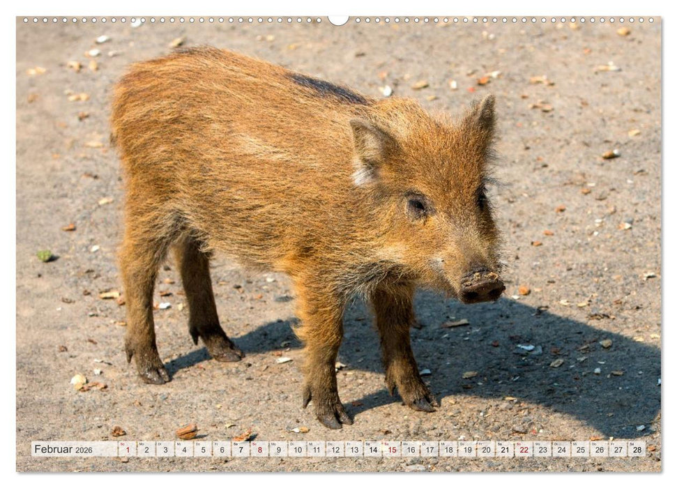 Wildschweine - Im Schatten des Waldes (CALVENDO Premium Wandkalender 2026)