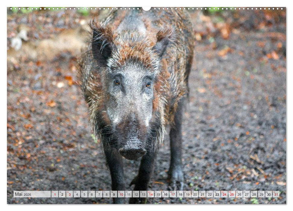 Wildschweine - Im Schatten des Waldes (CALVENDO Premium Wandkalender 2026)