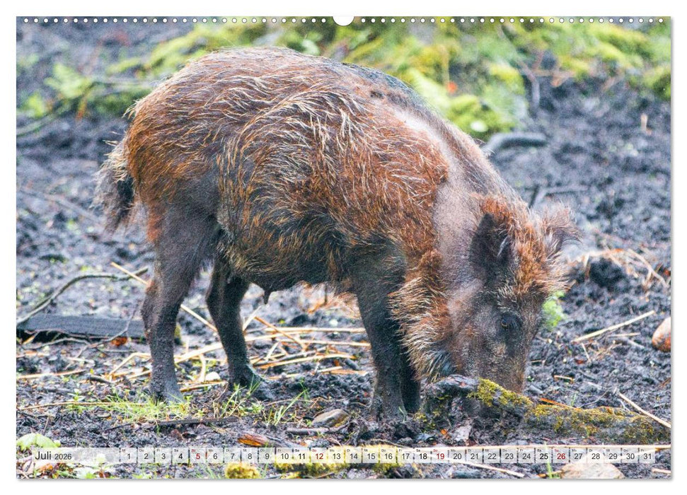 Wildschweine - Im Schatten des Waldes (CALVENDO Premium Wandkalender 2026)