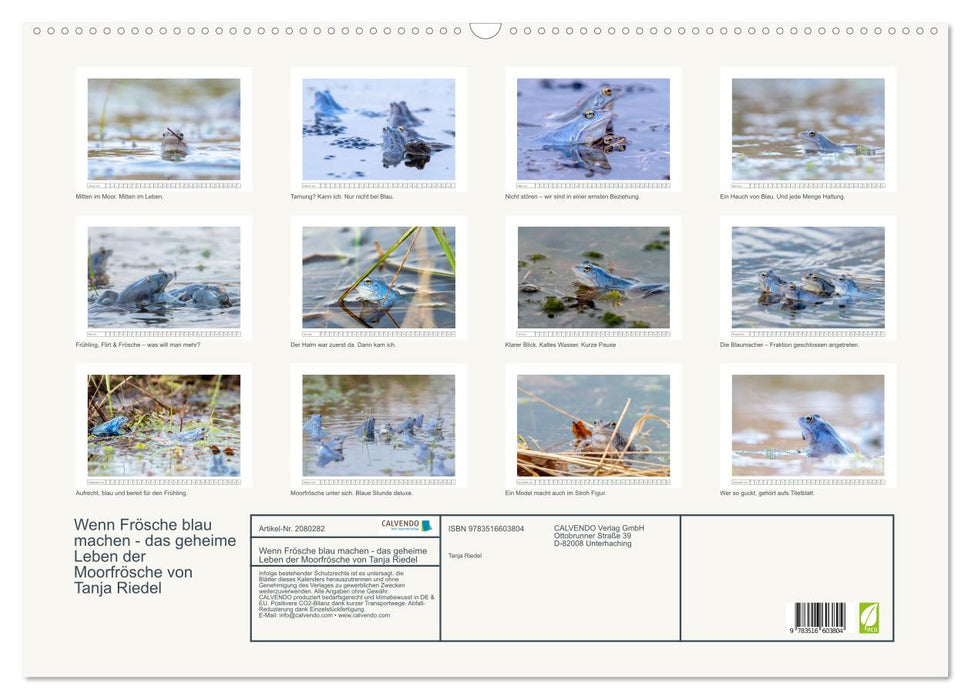 Wenn Frösche blau machen - das geheime Leben der Moorfrösche von Tanja Riedel (CALVENDO Wandkalender 2026)