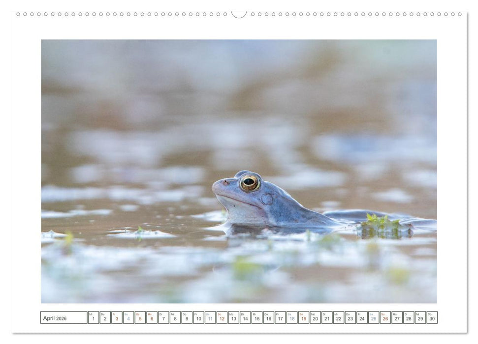 Wenn Frösche blau machen - das geheime Leben der Moorfrösche von Tanja Riedel (CALVENDO Wandkalender 2026)