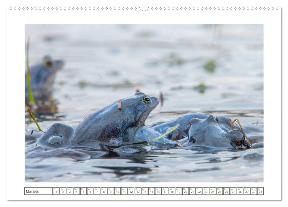 Wenn Frösche blau machen - das geheime Leben der Moorfrösche von Tanja Riedel (CALVENDO Wandkalender 2026)