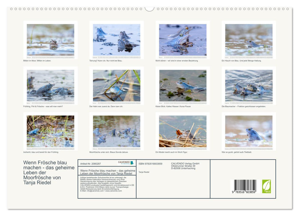 Wenn Frösche blau machen - das geheime Leben der Moorfrösche von Tanja Riedel (CALVENDO Premium Wandkalender 2026)