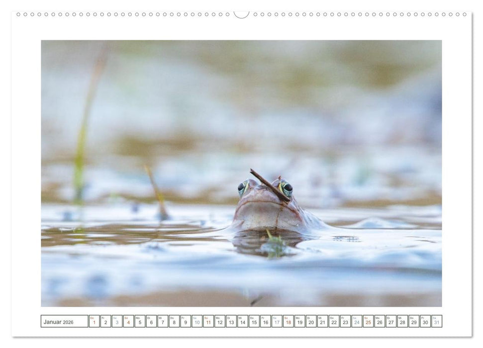 Wenn Frösche blau machen - das geheime Leben der Moorfrösche von Tanja Riedel (CALVENDO Premium Wandkalender 2026)