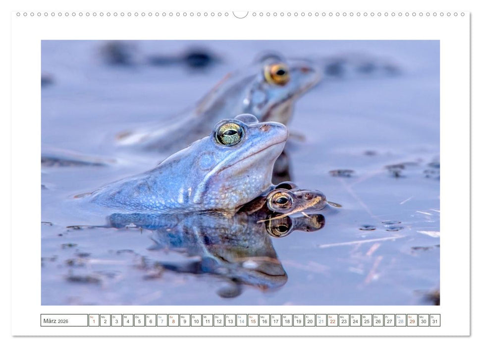 Wenn Frösche blau machen - das geheime Leben der Moorfrösche von Tanja Riedel (CALVENDO Premium Wandkalender 2026)