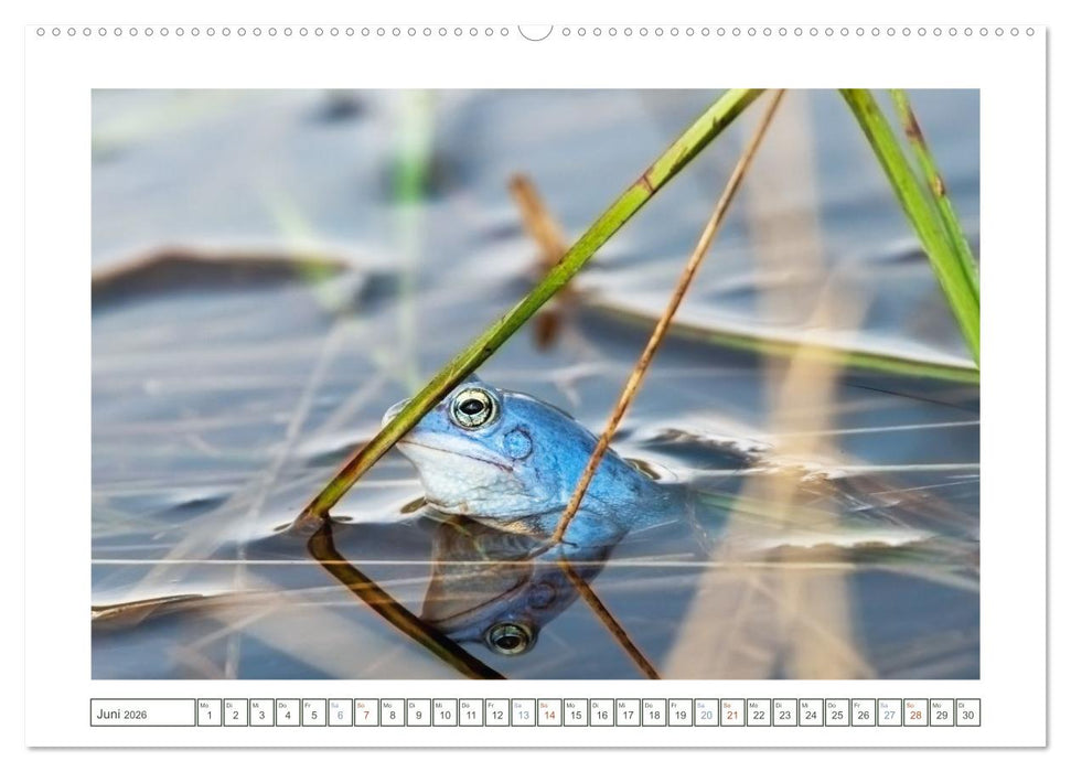 Wenn Frösche blau machen - das geheime Leben der Moorfrösche von Tanja Riedel (CALVENDO Premium Wandkalender 2026)
